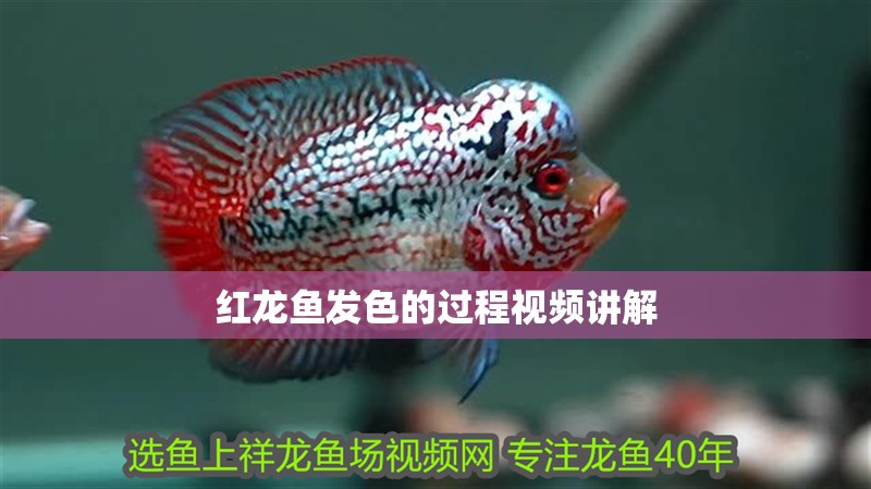 紅龍魚發(fā)色的過程視頻講解