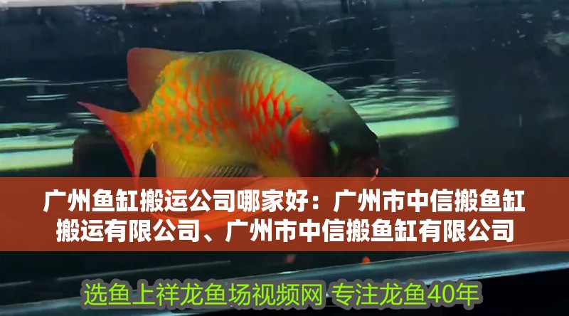 廣州魚缸搬運(yùn)公司哪家好：廣州市中信搬魚缸搬運(yùn)有限公司、廣州市中信搬魚缸有限公司