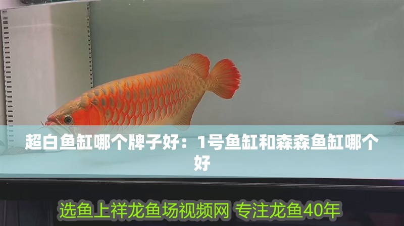 超白魚缸哪個牌子好：1號魚缸和森森魚缸哪個好
