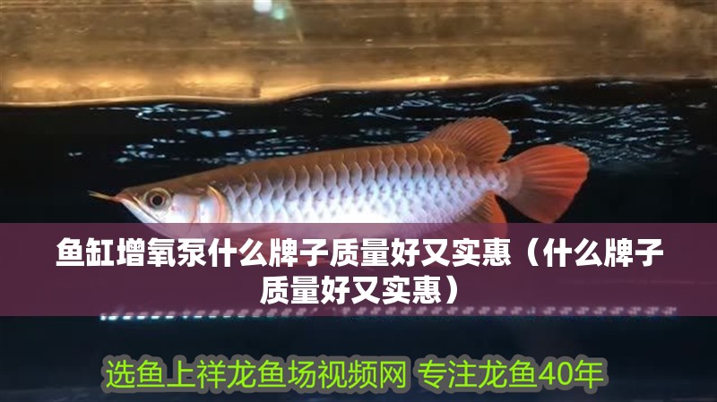 魚缸增氧泵什么牌子質量好又實惠（什么牌子質量好又實惠）