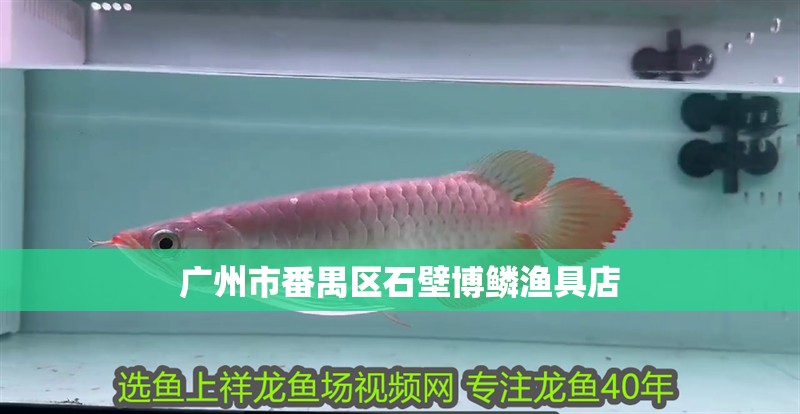 廣州市番禺區石壁博鱗漁具店 廣州市番禺區石壁博鱗漁具店 全國水族館企業名錄