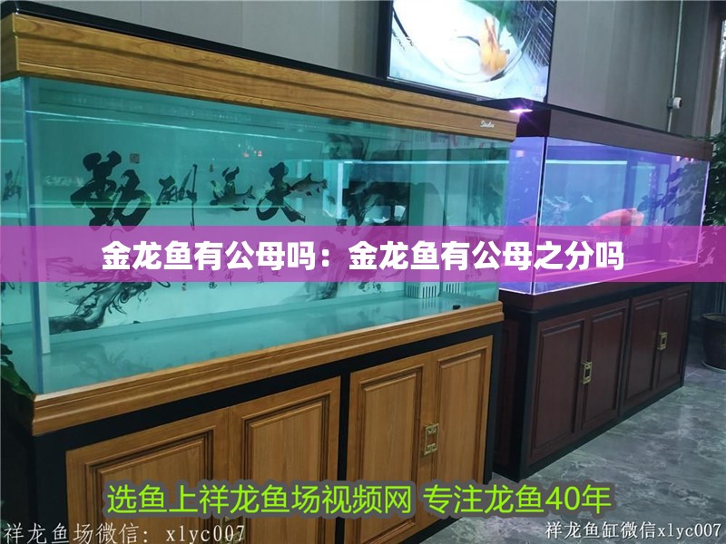 金龍魚有公母嗎：金龍魚有公母之分嗎