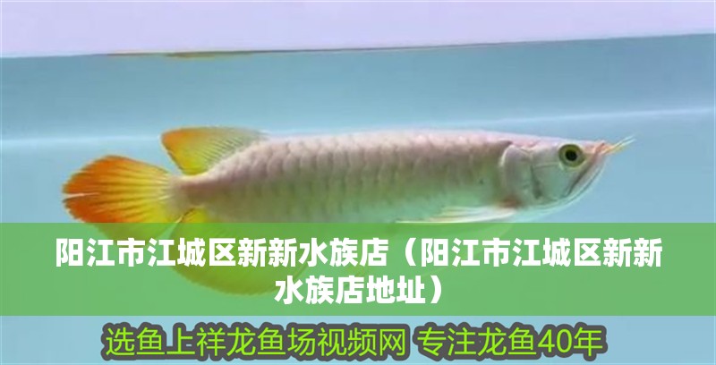 陽江市江城區(qū)新新水族店（陽江市江城區(qū)新新水族店地址）