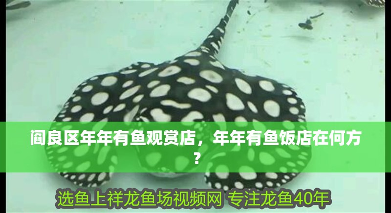 閻良區(qū)年年有魚觀賞店，年年有魚飯店在何方？