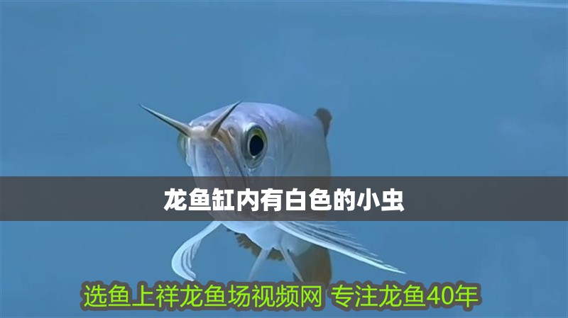 龍魚缸內(nèi)有白色的小蟲 龍魚缸內(nèi)有白色的小蟲 龍魚百科