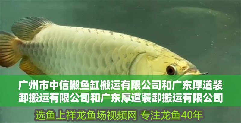 廣州市中信搬魚缸搬運有限公司和廣東厚道裝卸搬運有限公司和廣東厚道裝卸搬運有限公司：如何選擇廣州魚缸搬運公司