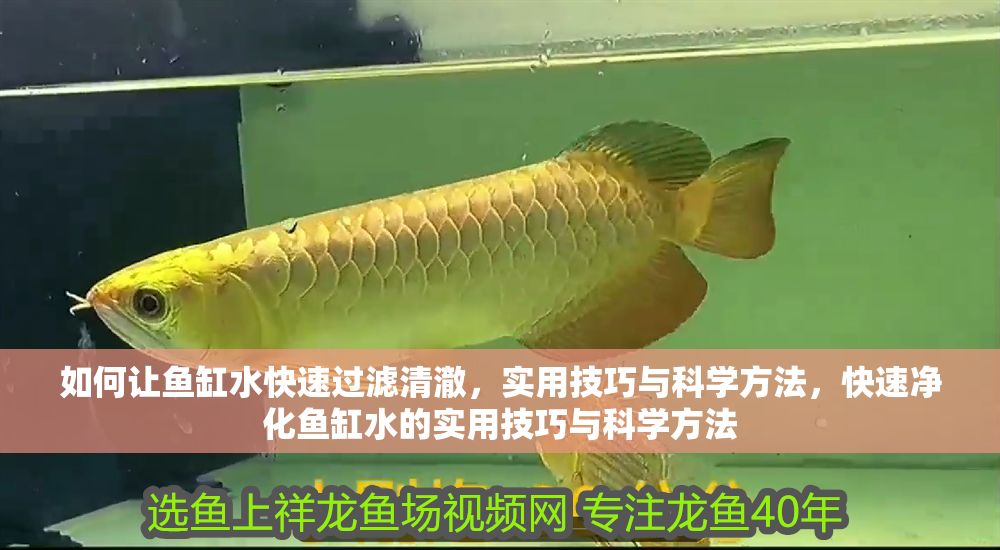 如何讓魚缸水快速過濾清澈，實用技巧與科學方法，快速凈化魚缸水的實用技巧與科學方法