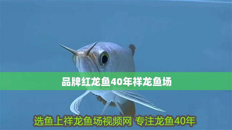 品牌紅龍魚40年祥龍魚場