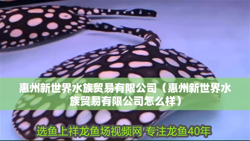惠州新世界水族貿(mào)易有限公司（惠州新世界水族貿(mào)易有限公司怎么樣）