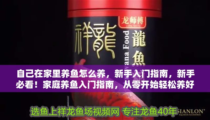 自己在家里養魚怎么養，新手入門指南，新手必看！家庭養魚入門指南，從零開始輕松養好魚