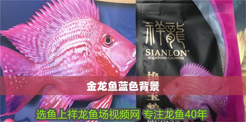 金龍魚藍色背景