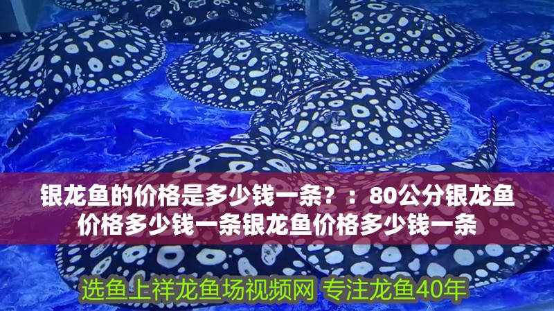 銀龍魚的價格是多少錢一條？：80公分銀龍魚價格多少錢一條銀龍魚價格多少錢一條