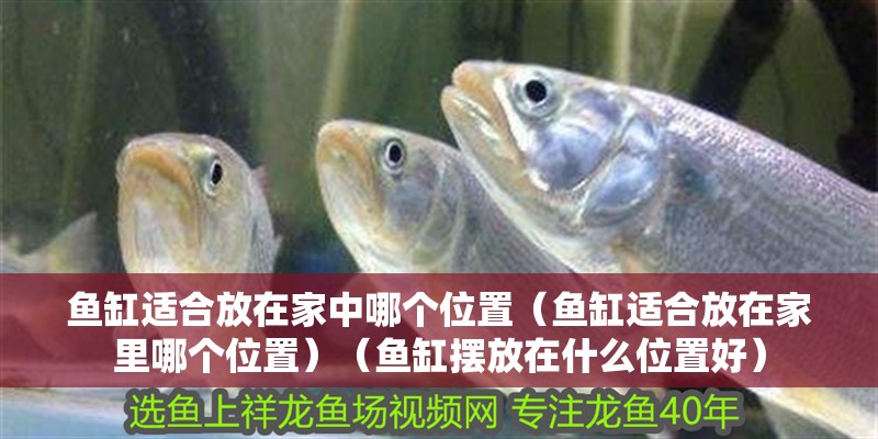 魚缸適合放在家中哪個位置（魚缸適合放在家里哪個位置）（魚缸擺放在什么位置好）