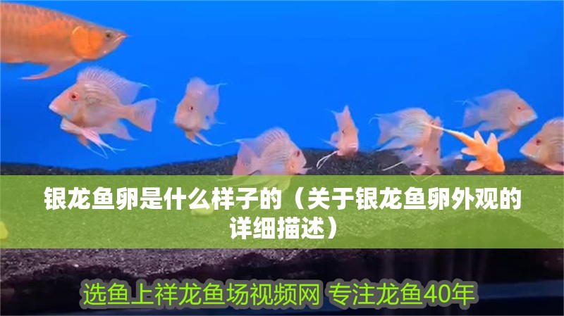銀龍魚卵是什么樣子的（關(guān)于銀龍魚卵外觀的詳細描述）