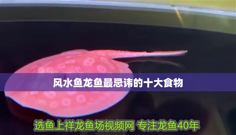 風水魚龍魚最忌諱的十大食物 風水魚龍魚最忌諱的十大食物 龍魚論壇