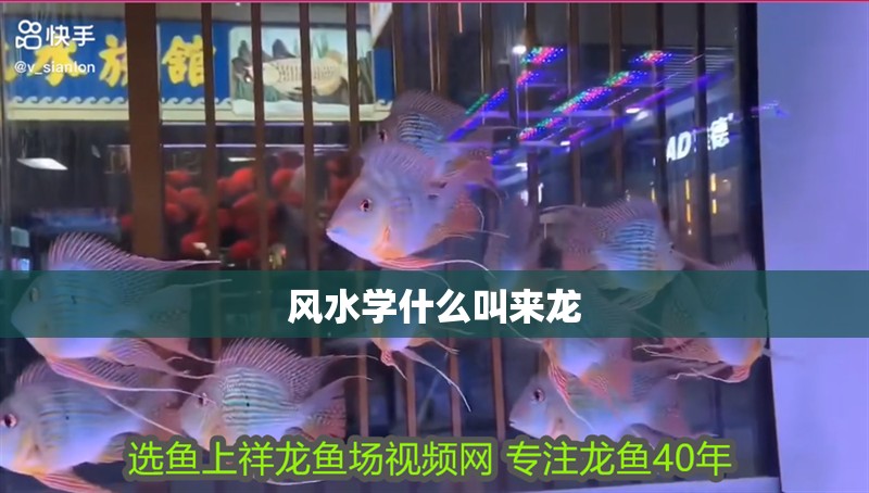 風水學什么叫來龍 風水學什么叫來龍 龍魚論壇