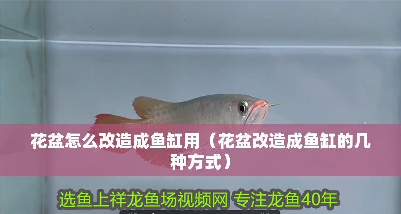花盆怎么改造成魚缸用（花盆改造成魚缸的幾種方式）