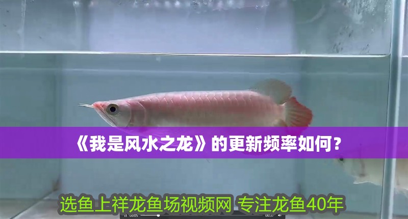 《我是風(fēng)水之龍》的更新頻率如何？