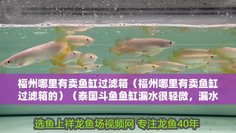 福州哪里有賣魚缸過濾箱（福州哪里有賣魚缸過濾箱的）（泰國斗魚魚缸漏水很輕微，漏水很輕微，魚缸漏水很輕微）