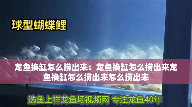 龍魚換缸怎么撈出來：龍魚換缸怎么撈出來龍魚換缸怎么撈出來怎么撈出來 龍魚換缸怎么撈出來：龍魚換缸怎么撈出來龍魚換缸怎么撈出來怎么撈出來 龍魚百科