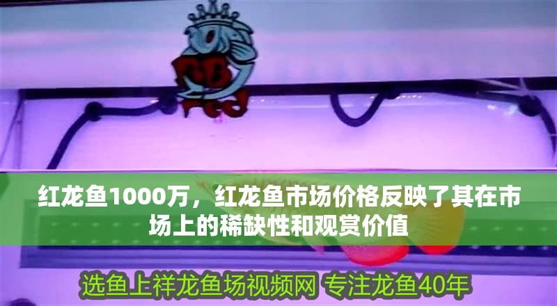 紅龍魚1000萬，紅龍魚市場價格反映了其在市場上的稀缺性和觀賞價值