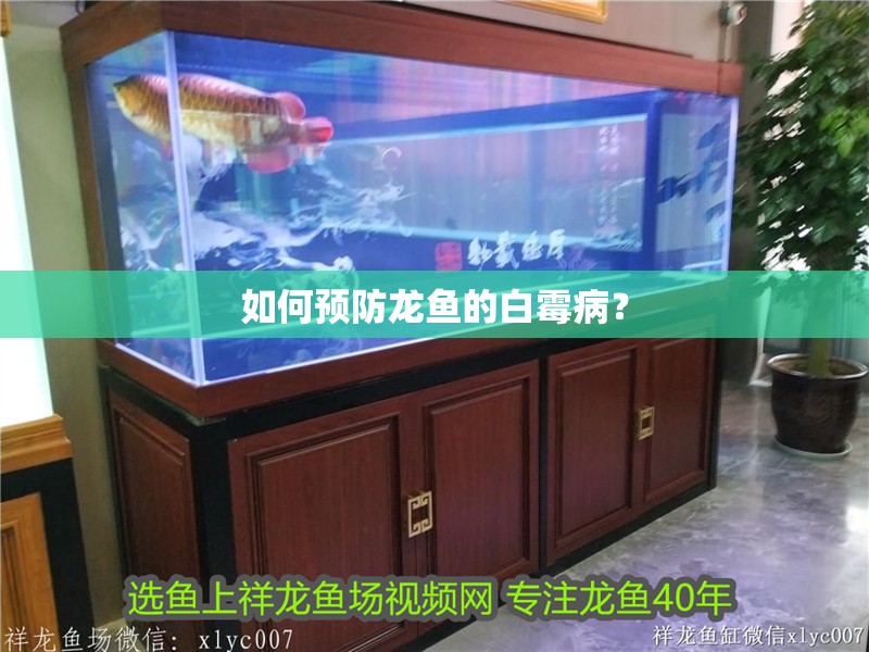 如何預(yù)防龍魚的白霉??？