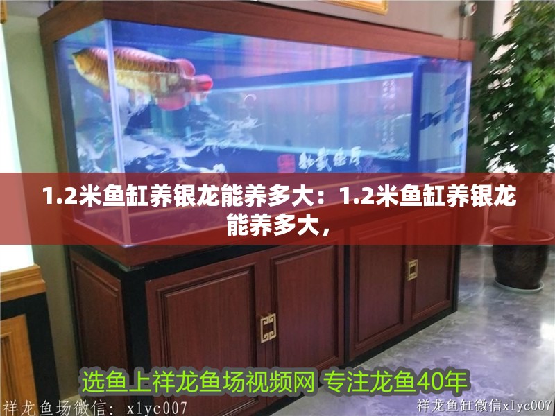 1.2米魚缸養(yǎng)銀龍能養(yǎng)多大：1.2米魚缸養(yǎng)銀龍能養(yǎng)多大，