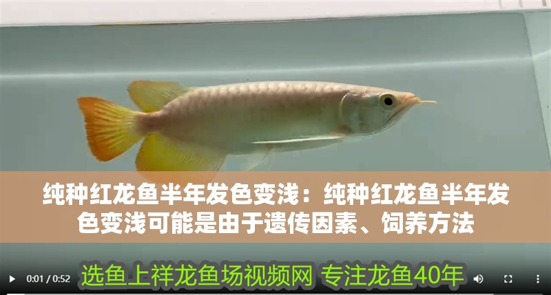 純種紅龍魚半年發(fā)色變淺：純種紅龍魚半年發(fā)色變淺可能是由于遺傳因素、飼養(yǎng)方法