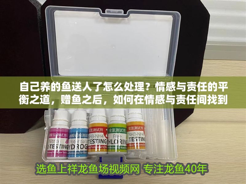 自己養的魚送人了怎么處理？情感與責任的平衡之道，贈魚之后，如何在情感與責任間找到平衡？