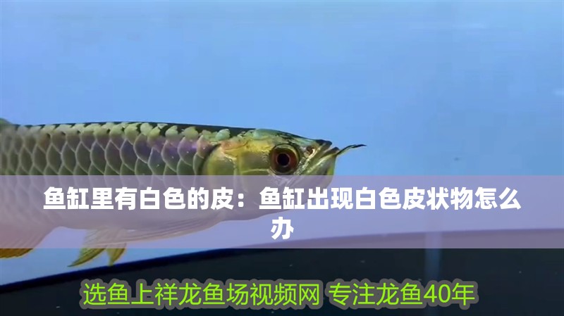 魚缸里有白色的皮：魚缸出現白色皮狀物怎么辦