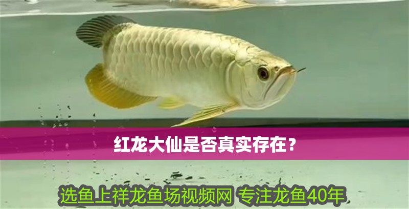紅龍大仙是否真實存在？