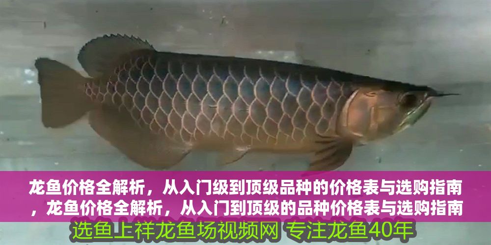 龍魚價格全解析，從入門級到頂級品種的價格表與選購指南，龍魚價格全解析，從入門到頂級的品種價格表與選購指南