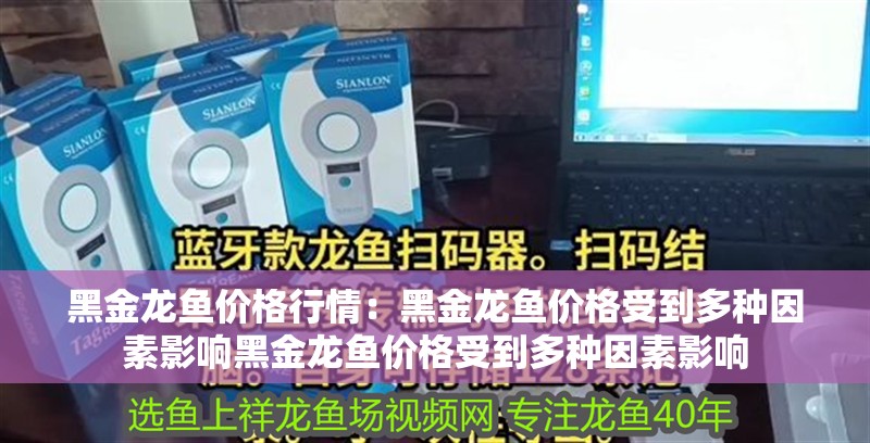 黑金龍魚價格行情：黑金龍魚價格受到多種因素影響黑金龍魚價格受到多種因素影響