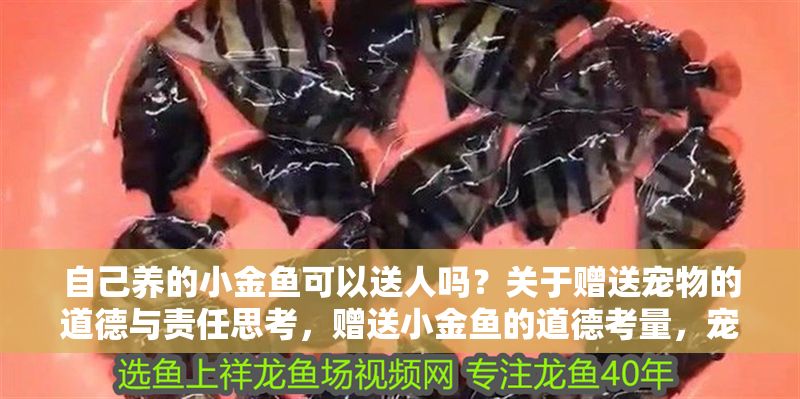自己養的小金魚可以送人嗎？關于贈送寵物的道德與責任思考，贈送小金魚的道德考量，寵物轉贈背后的責任與倫理
