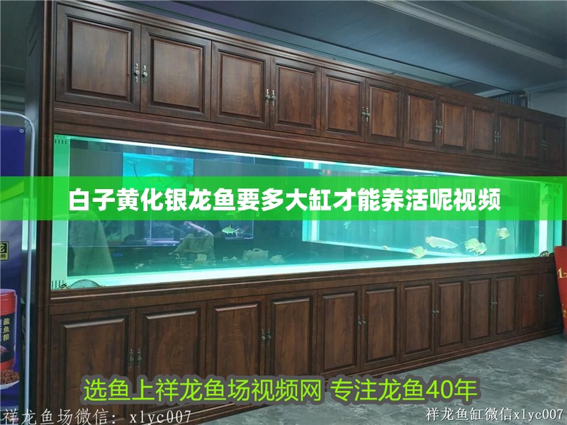 白子黃化銀龍魚要多大缸才能養活呢視頻