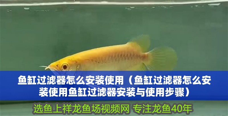 魚缸過濾器選購指南:自制魚缸過濾器魚缸上置過濾器對于養魚愛好者的必備知識 魚缸過濾器怎么安裝使用(魚缸過濾器怎么安裝使用魚缸過濾器安裝與使用步驟) 魚缸百科 魚缸過濾器怎么安裝使用(魚缸過濾器怎么安裝使用魚缸過濾器安裝與使用步驟) 魚缸過濾器怎么安裝使用(魚缸過濾器怎么安裝使用魚缸過濾器安裝與使用步驟) 魚缸百科