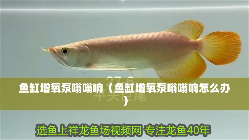 魚缸增氧泵嗡嗡響（魚缸增氧泵嗡嗡響怎么辦）