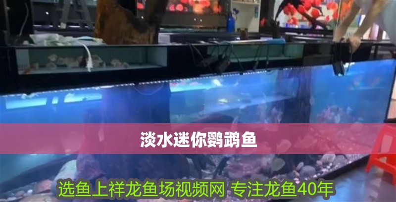 淡水迷你鸚鵡魚