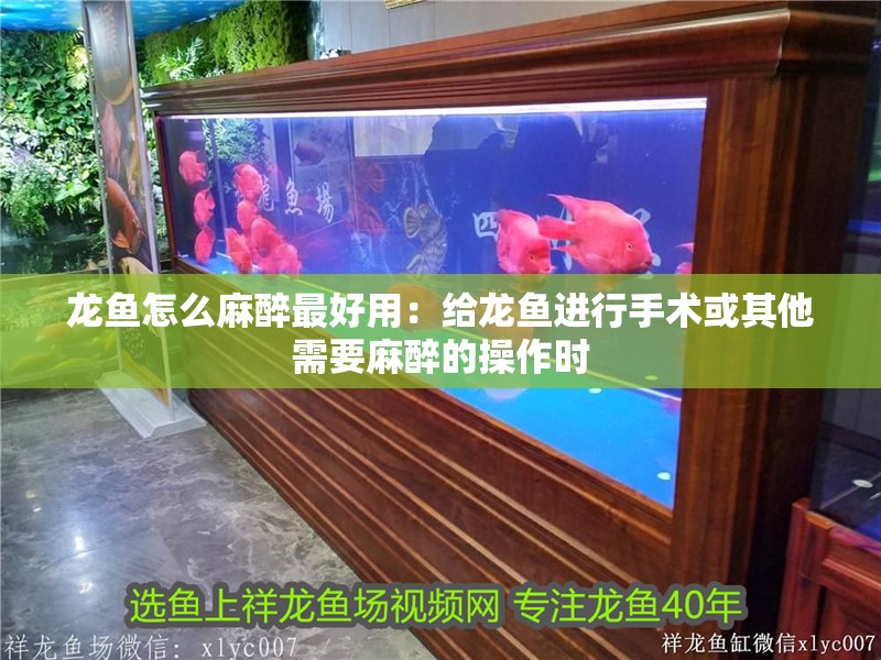龍魚怎么麻醉最好用：給龍魚進行手術或其他需要麻醉的操作時