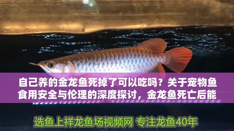 自己養的金龍魚死掉了可以吃嗎？關于寵物魚食用安全與倫理的深度探討，金龍魚死亡后能否食用？解析寵物魚食用安全與倫理爭議