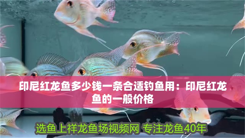 印尼紅龍魚多少錢一條合適釣魚用：印尼紅龍魚的一般價格