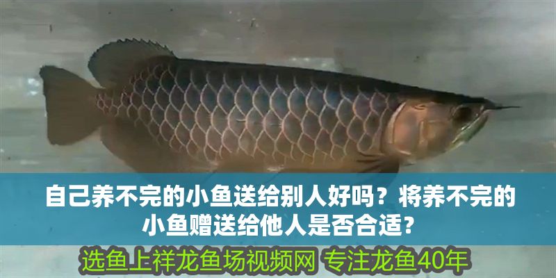 自己養不完的小魚送給別人好嗎？將養不完的小魚贈送給他人是否合適？