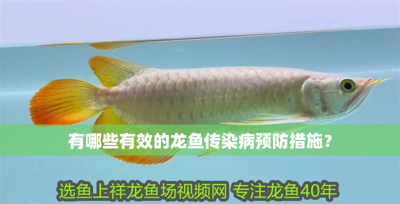 有哪些有效的龍魚傳染病預防措施？