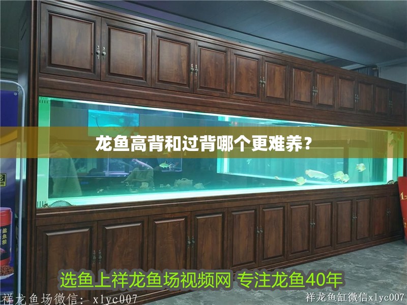 龍魚高背和過背哪個(gè)更難養(yǎng)？