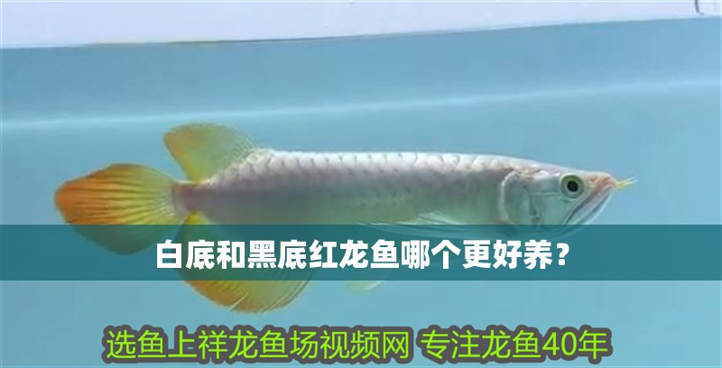 白底和黑底紅龍魚哪個更好養？