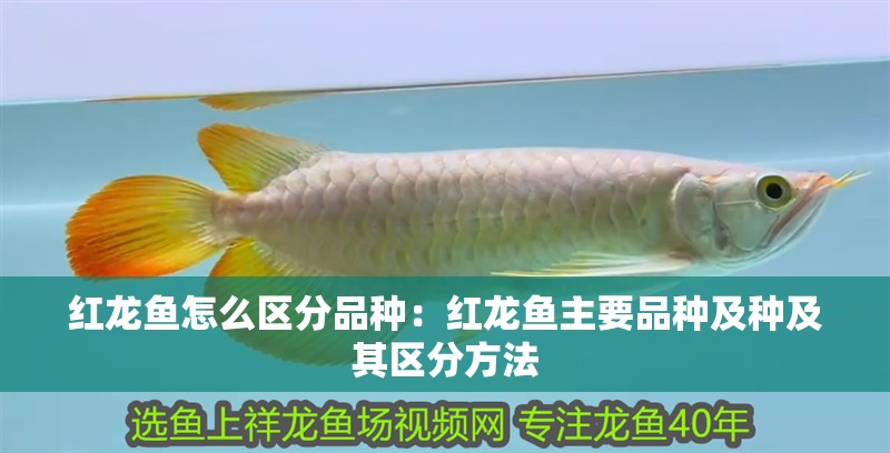 紅龍魚怎么區(qū)分品種：紅龍魚主要品種及種及其區(qū)分方法
