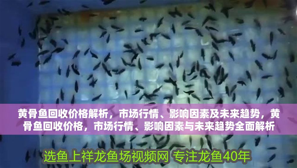 黃骨魚(yú)回收價(jià)格解析，市場(chǎng)行情、影響因素及未來(lái)趨勢(shì)，黃骨魚(yú)回收價(jià)格，市場(chǎng)行情、影響因素與未來(lái)趨勢(shì)全面解析