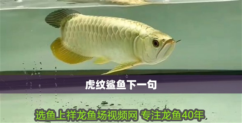 虎紋鯊魚下一句 虎紋鯊魚下一句 龍魚論壇