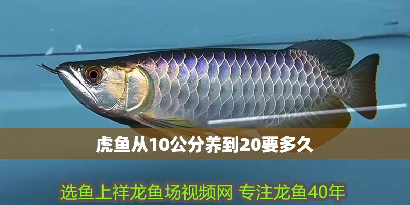 虎魚從10公分養到20要多久