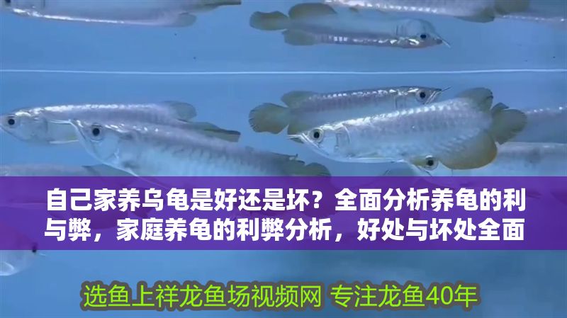 自己家養烏龜是好還是壞？全面分析養龜的利與弊，家庭養龜的利弊分析，好處與壞處全面解讀